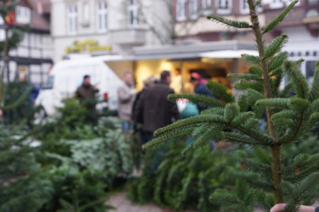 Weihnachtsbaum blomberg-voices -800